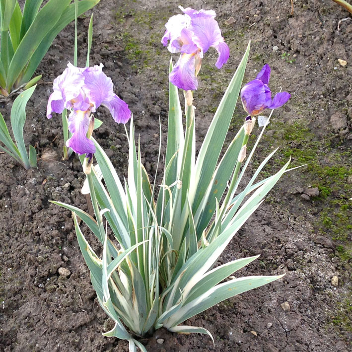 PALLIDA ARGENTEIS.jpg